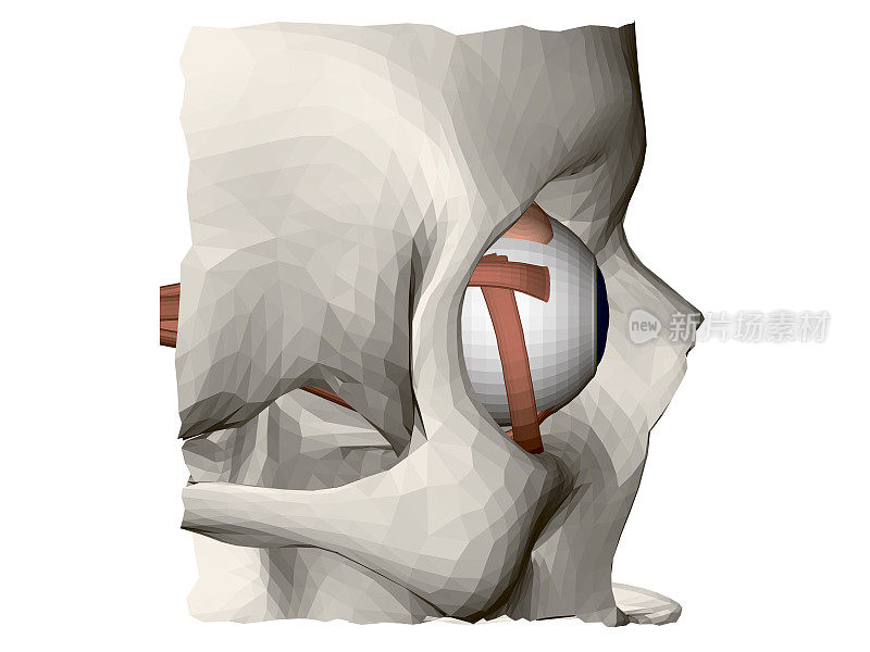 人头盖骨的一部分，还有一只眼睛。眼的内部结构。侧视图。3 d。矢量图